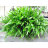 Папоротник таиландский (Пучок) Microsorum pteropus - 