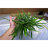 Папоротник таиландский (Пучок) Microsorum pteropus - 