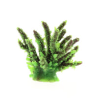 Коралл Vitality зеленый 12,6x10,7x11см (SH059G)