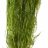 Перистолистник хвостиковидный (Пучок) Myriophyllum hippuroides - 