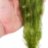 Перистолистник хвостиковидный (Пучок) Myriophyllum hippuroides - 