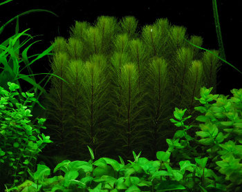 Перистолистник хвостиковидный (Пучок) Myriophyllum hippuroides 