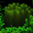 Перистолистник хвостиковидный (Пучок) Myriophyllum hippuroides - 