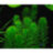 Перистолистник хвостиковидный (Пучок) Myriophyllum hippuroides - 