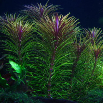 Погостемон звёздчатый (Пучок) Pogostemon stellatus Narrow Leaf 