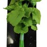 Растение для аквариума шелковое Prime Нимфея, зеленое 30 см.