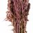 Ротала круглолистная (Пучок) Rotala rotundifolia - 