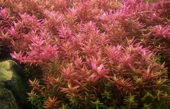 Ротала круглолистная (Пучок) Rotala rotundifolia 