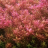 Ротала круглолистная (Пучок) Rotala rotundifolia - 