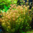 Ротала круглолистная (Пучок) Rotala rotundifolia - 
