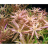 Ротала круглолистная (Пучок) Rotala rotundifolia - 