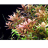 Ротала круглолистная (Пучок) Rotala rotundifolia - 