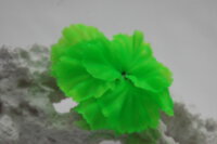 Коралл Vitality зеленый 14х11х9см (SH205SG)
