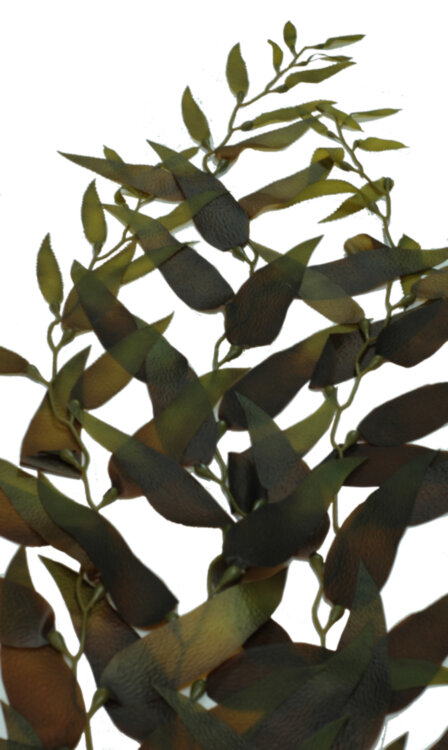 Растение Vitality шелковое, морские водоросли 50см