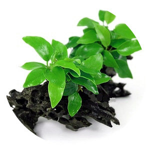 Анубиас бартери Нана (Прирощен на коряге) Anubias barteri var. nana 