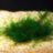 Мох Рождественский (На лаве) Christmas Moss - 