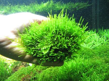 Мох Рождественский (На лаве) Christmas Moss 