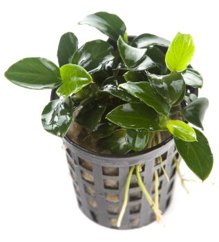 Анубиас Петит Нана (Горшок) Anubias nana Petite 