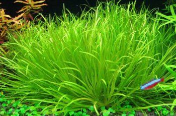 Бликса японская (Пучок) Blyxa japonica 
