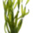 Валиснерия спиральная (Пучок) Vallisneria spiralis - 