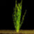 Валиснерия спиральная (Пучок) Vallisneria spiralis - 