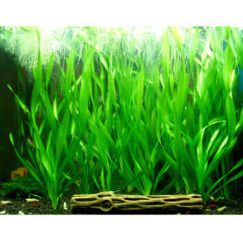 Валиснерия спиральная (Пучок) Vallisneria spiralis 