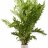 Гигрофила Деморфная (Пучок) Hygrophila Difformis - 