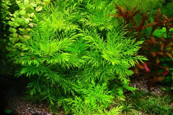 Гигрофила Деморфная (Пучок) Hygrophila Difformis 