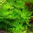 Гигрофила Деморфная (Пучок) Hygrophila Difformis - 
