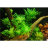 Гигрофила Деморфная (Пучок) Hygrophila Difformis - 