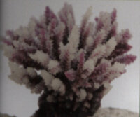 Коралл Vitality коричневый 10,5x8,5x8см (SH122PU)