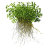 Глоссостигма Повойничковая (Пучок) Glossostigma elatinoides - 