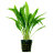 Криптокорина Балансе (Пучок) Cryptocoryne balansae - 
