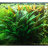 Криптокорина Балансе (Пучок) Cryptocoryne balansae - 