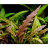 Криптокорина Балансе (Пучок) Cryptocoryne balansae - 
