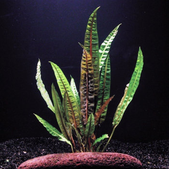 Криптокорина Балансе (Пучок) Cryptocoryne balansae 