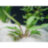 Криптокорина Бекета (Горшок) Cryptocoryne becketii - 