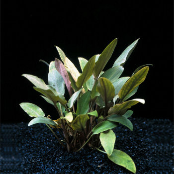 Криптокорина Бекета (Горшок) Cryptocoryne becketii 
