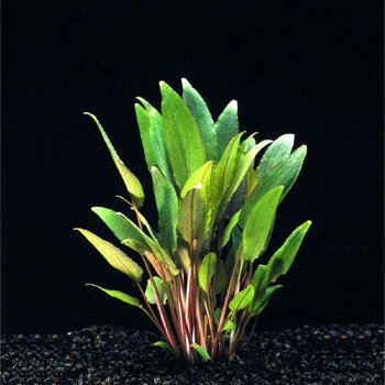 Криптокорина Бласса (Горшок) Cryptocoryne blassii 