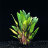 Криптокорина Бласса (Горшок) Cryptocoryne blassii - 