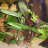Криптокорина Бласса (Горшок) Cryptocoryne blassii - 