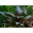 Криптокорина Бласса (Горшок) Cryptocoryne blassii - 