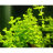 Линдерния круглолистная (Горшок) Lindernia rotundifolia - 