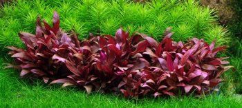 Альтернантера Кардиналис (Пучок) Alternanthera Сardinalis 