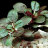 Лобелия кардинальская (Горшок) Lobelia cardinalis Small form - 