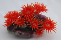 Коралл Vitality красный 20х12х14см (SH208R)