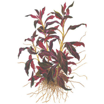 Людвигия грандулоза (Ветка) Ludwigia grandulosa 
