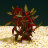Людвигия грандулоза (Ветка) Ludwigia grandulosa - 