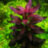 Людвигия грандулоза (Ветка) Ludwigia grandulosa - 