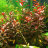 Людвигия грандулоза (Ветка) Ludwigia grandulosa - 